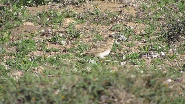 Mediterranean Short-toed Lark - ML200829351