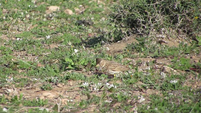 Mediterranean Short-toed Lark - ML200829361