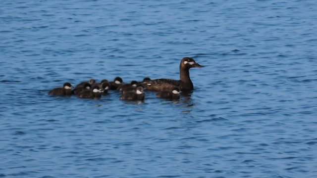 Velvet Scoter - ML200829521