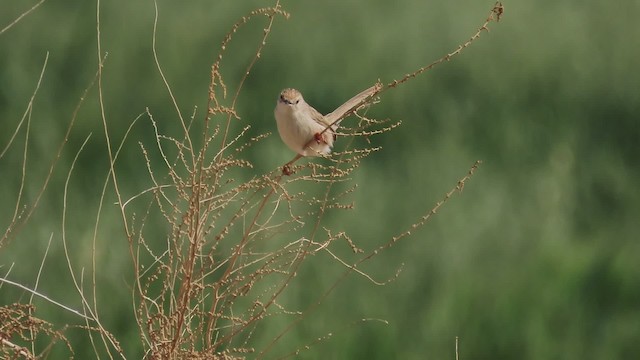 Prinia Grácil - ML200829561