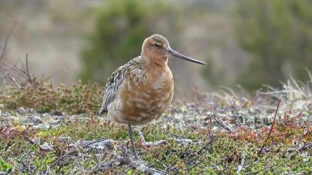 Bar-tailed Godwit (European) - ML200829711