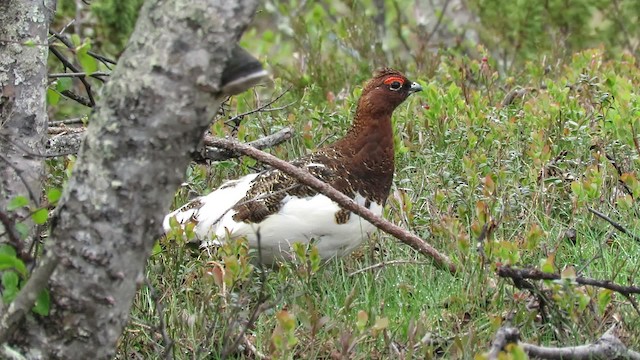 Moorschneehuhn [lagopus-Gruppe] - ML200829851