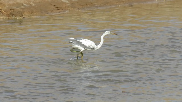 Aigrette à gorge blanche - ML200829931