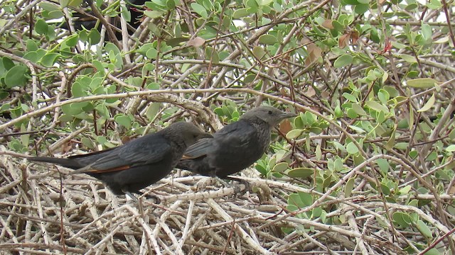 Tristram's Starling - ML200829941