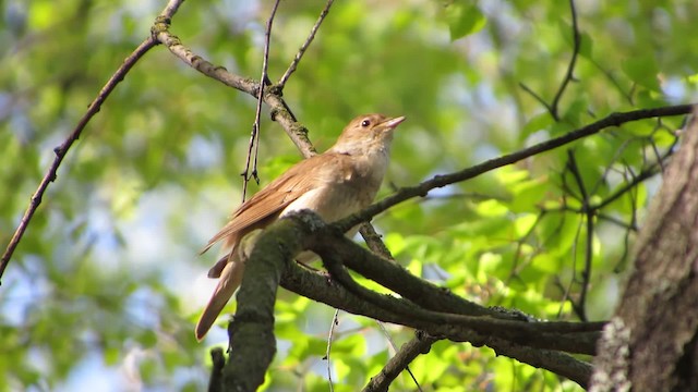 Thrush Nightingale - ML200830081