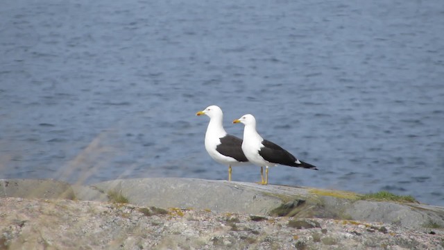 Lesser Black-backed Gull (fuscus) - ML200830091