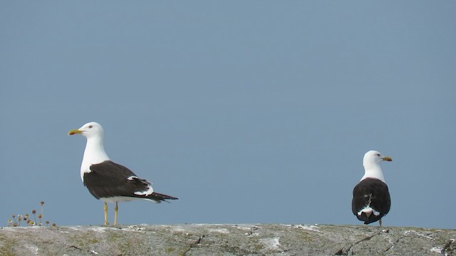 Lesser Black-backed Gull (fuscus) - ML200830101