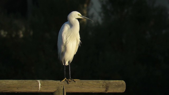 Little Egret (Western) - ML200830141