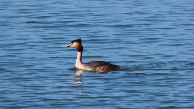 Great Crested Grebe - ML200830161