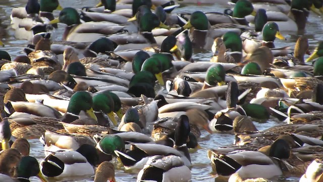 Canard colvert - ML200830191