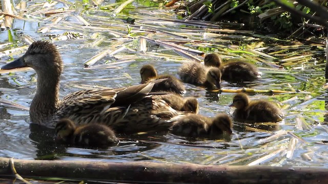 Canard colvert - ML200830201