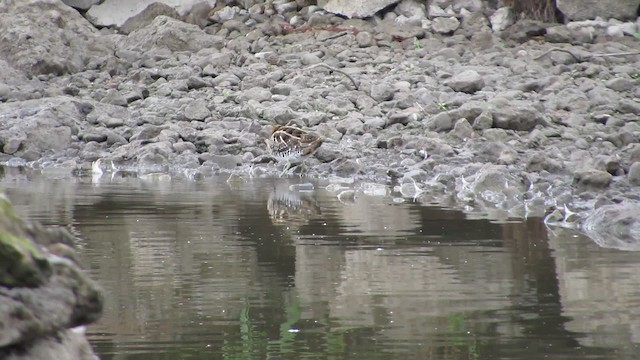 Common Snipe - ML200830401