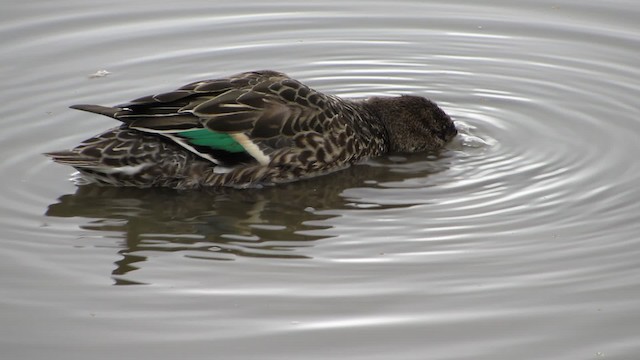 Green-winged Teal (Eurasian) - ML200830421