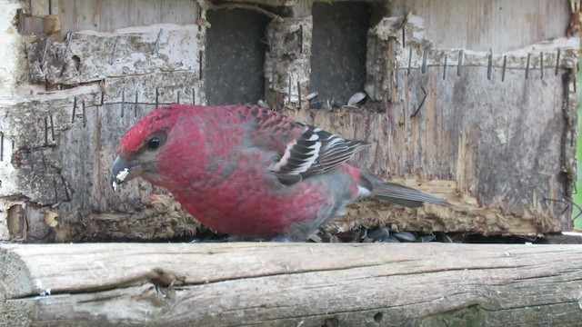 Pine Grosbeak (Eurasian) - ML200830461