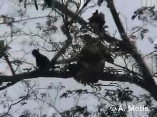 Орел-карлик індійський - ML200830581