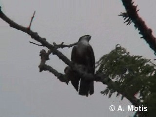 Орел-карлик індійський - ML200830601