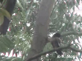 Майна індійська - ML200830611