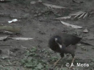 Майна індійська - ML200830621