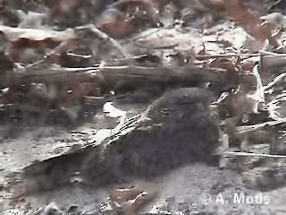 Savanna Nightjar - ML200830651