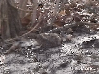 Savanna Nightjar - ML200830661