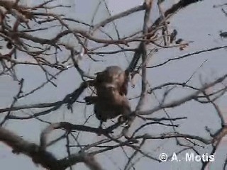 Indian Roller - ML200830671