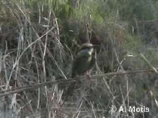 Asian Green Bee-eater - ML200830811