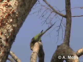 Папуга Крамера - ML200830851