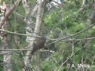 Indian Cuckoo - ML200830881