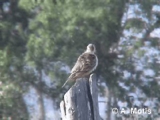 Richard's Pipit - ML200830891