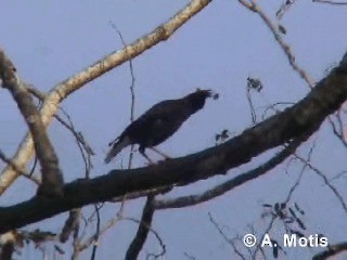 Great Myna - ML200830931