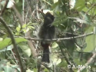 Бюльбюль червоногузий - ML200830941