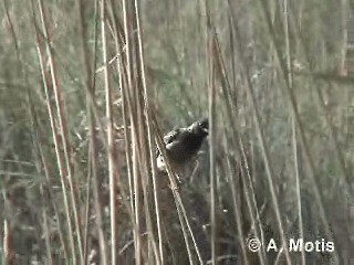 Bulbul Cafre - ML200830951