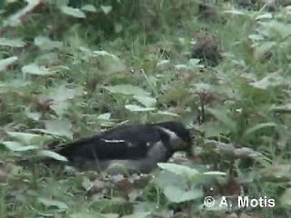 Indian Pied Starling - ML200830971