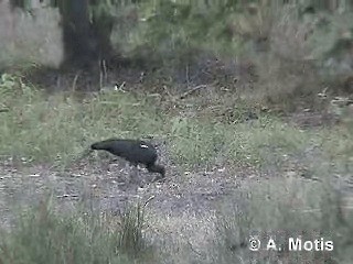Ibis noir - ML200830981
