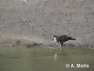 Changeable Hawk-Eagle (Changeable) - ML200830991