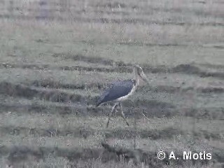 Lesser Adjutant - ML200831081