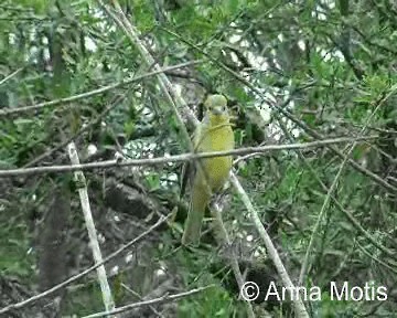 Hepatic Tanager (Lowland) - ML200831221