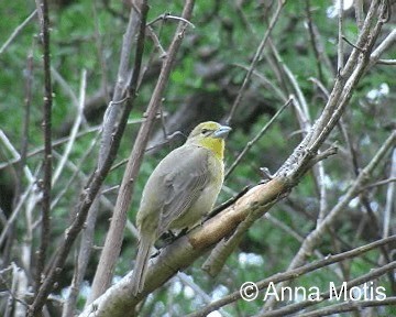 Hepatic Tanager (Lowland) - ML200831231