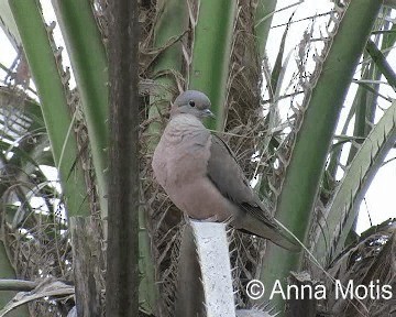 Eared Dove - ML200831241