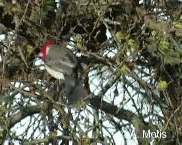 紅冠唐納雀 - ML200831281