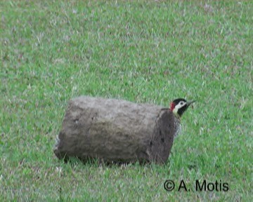 Green-barred Woodpecker (Green-barred) - ML200831311