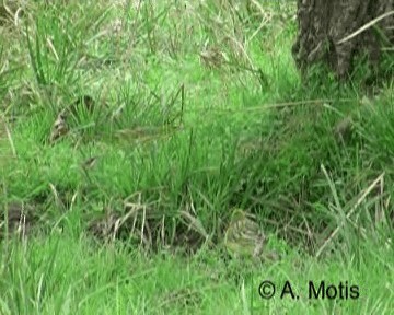 Yellow Cardinal - ML200831381