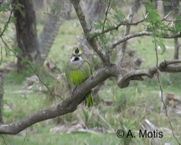 Yellow Cardinal - ML200831391