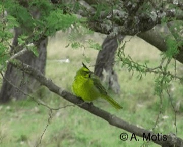 Yellow Cardinal - ML200831401