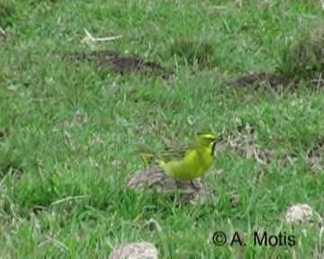 Yellow Cardinal - ML200831411