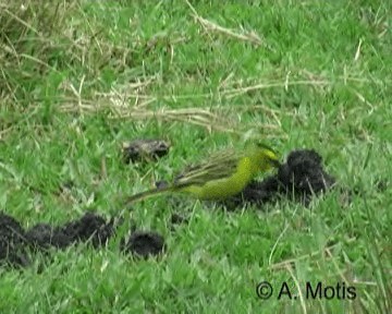 Yellow Cardinal - ML200831421