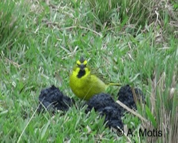 Yellow Cardinal - ML200831431