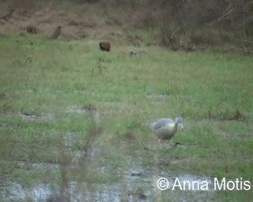 Whistling Heron - ML200831471