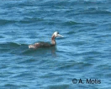 Great Grebe - ML200831611