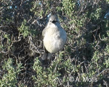 Patagonian Mockingbird - ML200831691